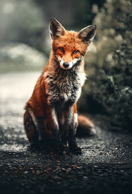 Fox Sitting On Ground