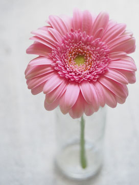 Pink Gerbera Flower