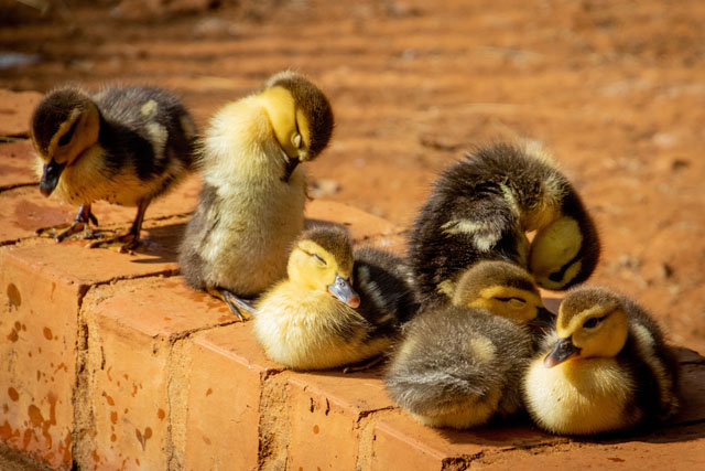Flock Of Ducklings Perching On Gray